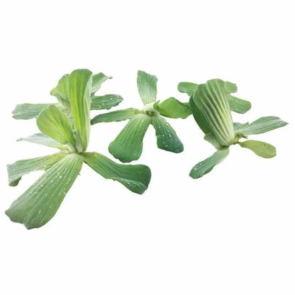 Pistia stratiotes Mini - Water Lettuce (Pack of 5) - Aqua Essentials